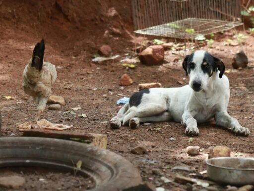 cão deitado no chão ao lado de uma galinha